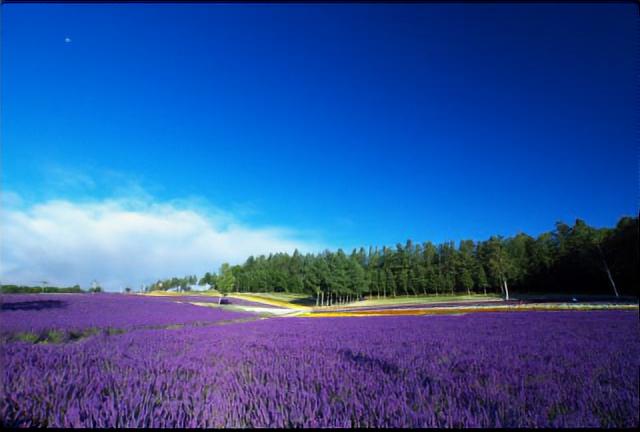 秋にもおすすめ 絶景 紅葉の美瑛 富良野のオススメ観光地７選 Hgg 北海道総合案内